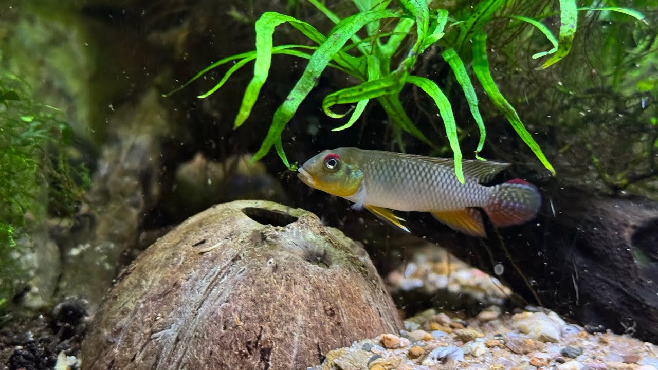 Nanochromis teugelsi