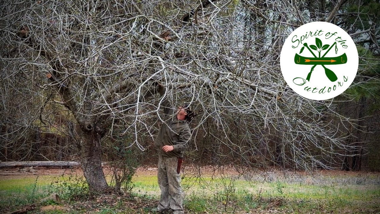 Pruning Fruit Trees