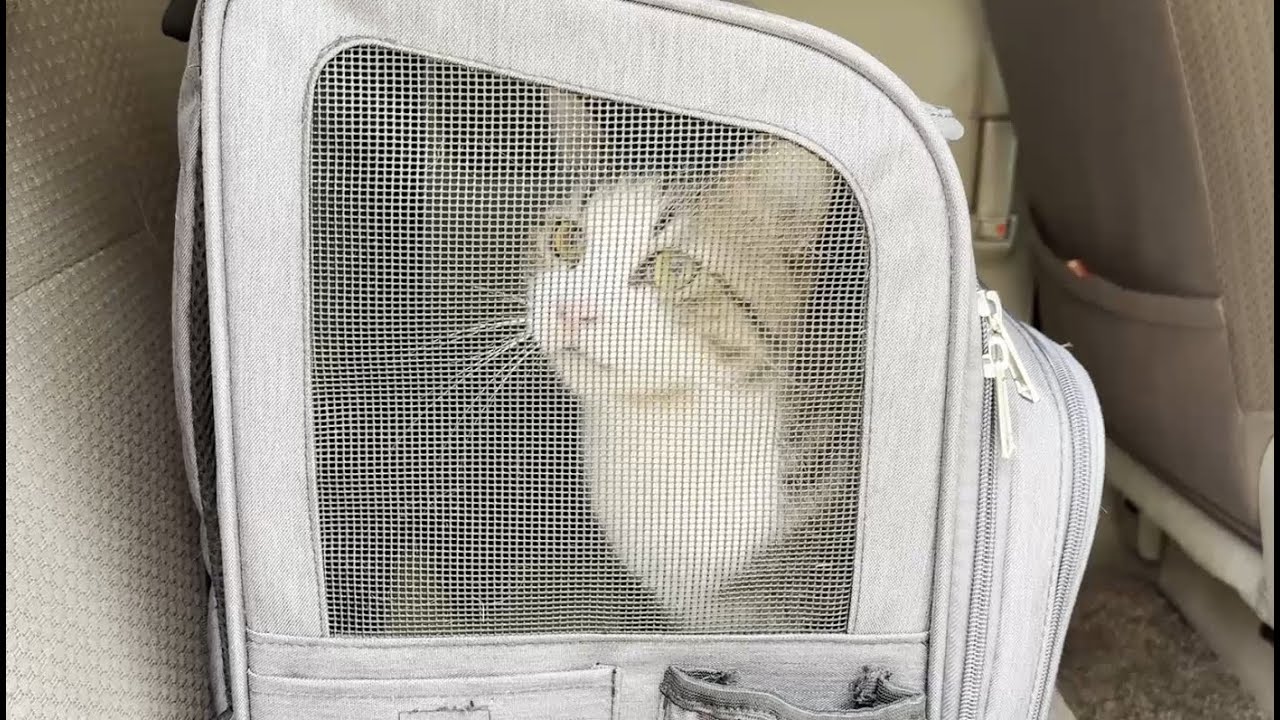 鳴き声が出なくなった猫が点滴で回復しました