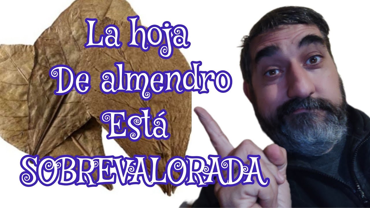 cómo bajar el PH de mi acuario? 📌 sin usar HOJA DEL ALMENDRO
