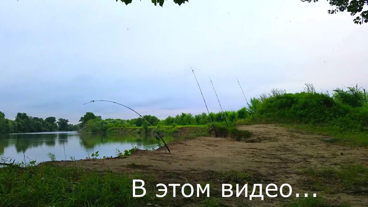 Скромные поклевки сазана