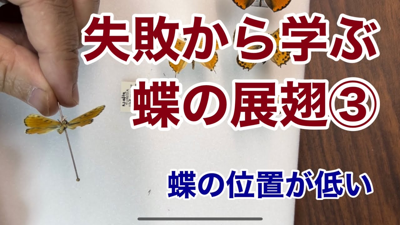 失敗から学ぶ蝶の展翅③ 蝶の位置が低い