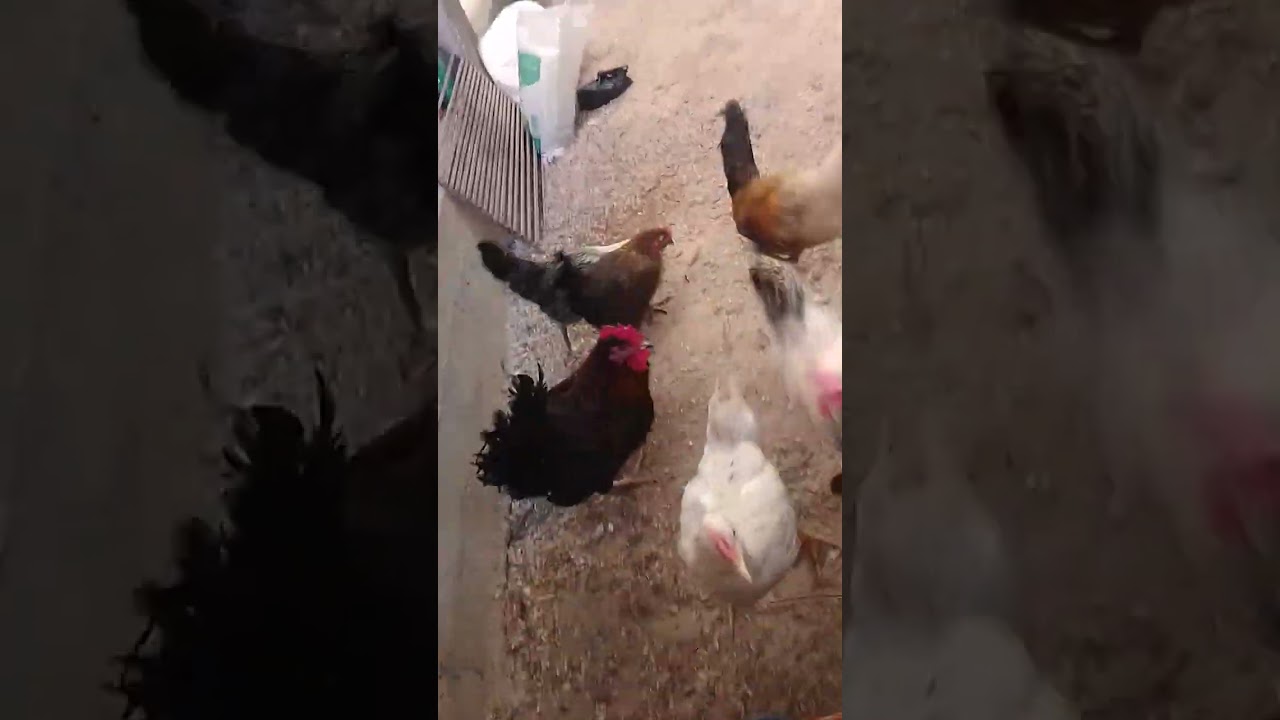@مزرعة دجاج أمين