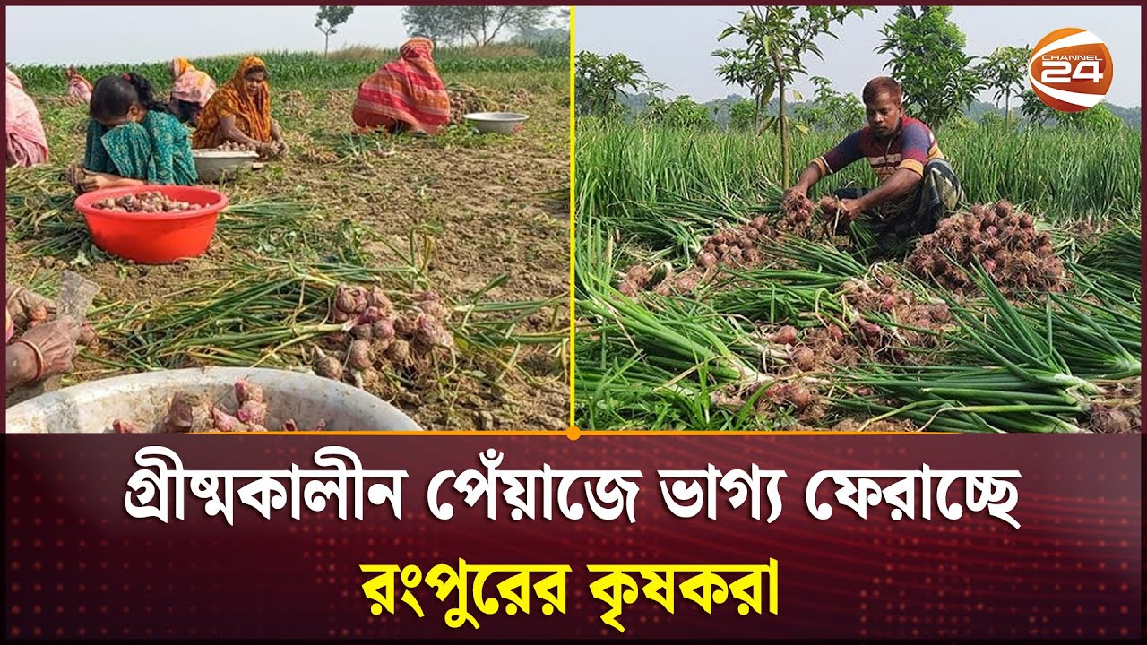 রংপুরে গ্রীষ্মকালীন পেঁয়াজ আবাদে রেকর্ড লাভ; চাহিদা মেটাতে বাড়ছে চাষ | Rangpur peyaj | Summer Onion