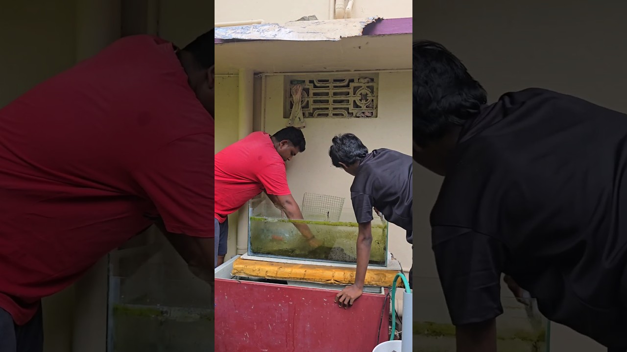 Cleaning 🤢Dirty Tank Of🐲 Dragon‼️🤯  