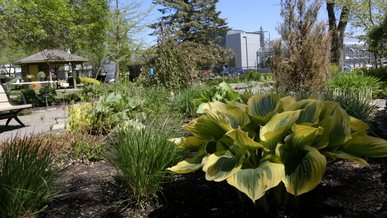 Les plantes vivaces | Dans mon Jardin