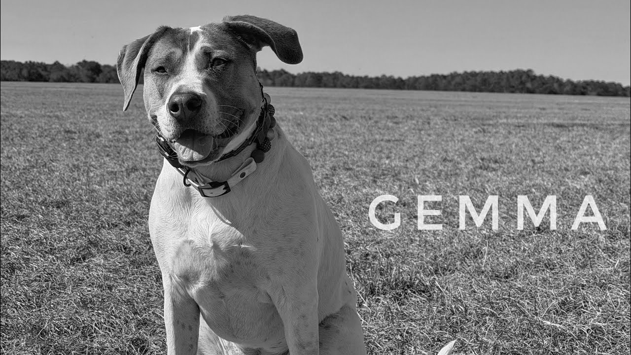 2yo Pitbull mix (Gemma) | 2 week Board & Train | Best Dog Trainers in Florida 
