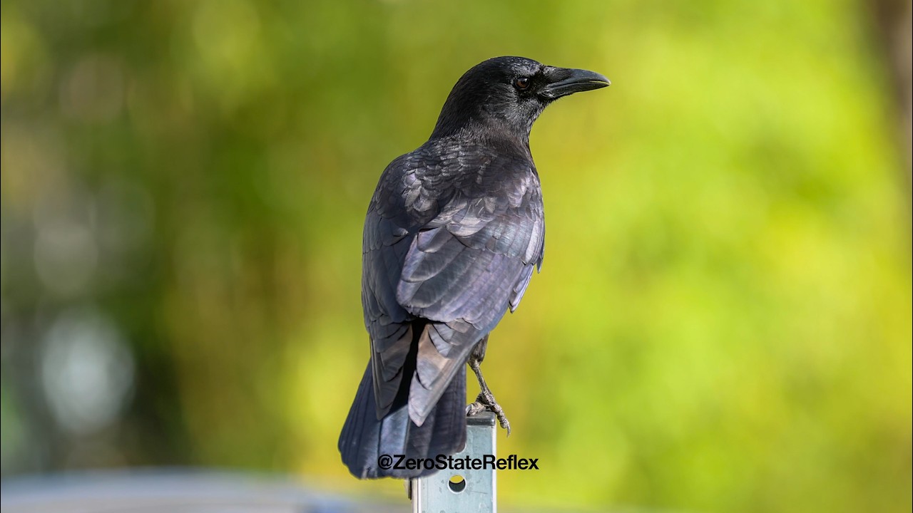A Crow Balances on a Metal Pole