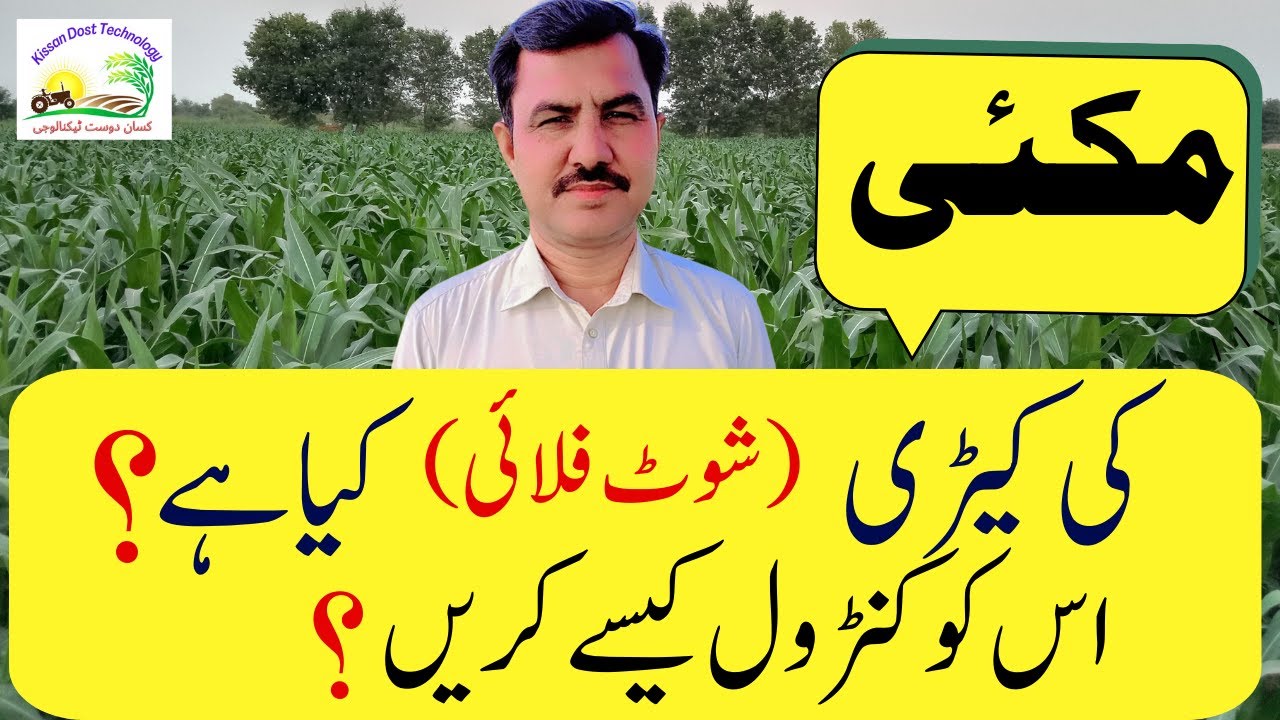 How to Control Shoot fly in spring maize |موسم بہار کی مکئی میں کیڑی( شوٹ فلائی) کو کیسے کنٹرول کریں