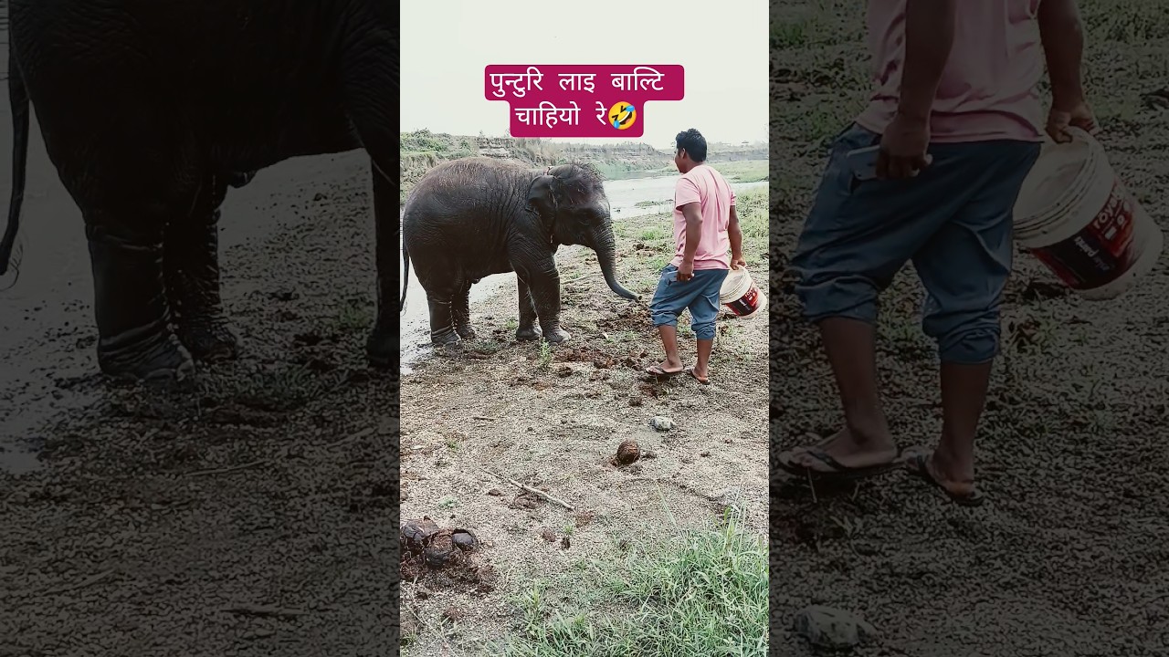 पुन्टुरि लाइ बाल्टि चाहियो रे #youtube #wildlifeentertainment #elephant #youtubeshorts