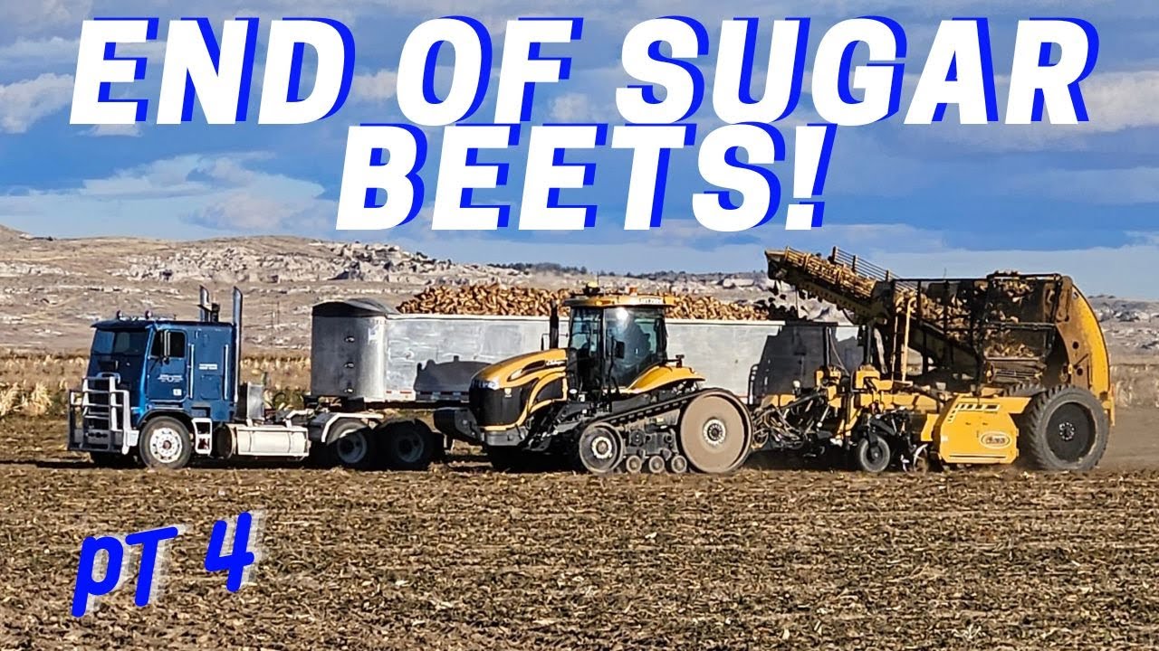 End of sugar beet harvest!!