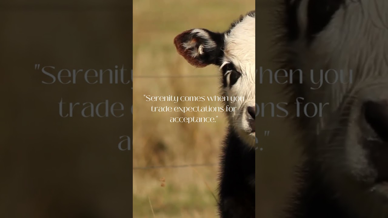 🐮Cow Sound Effects for Sleep. Meditation & Anxiety🐮