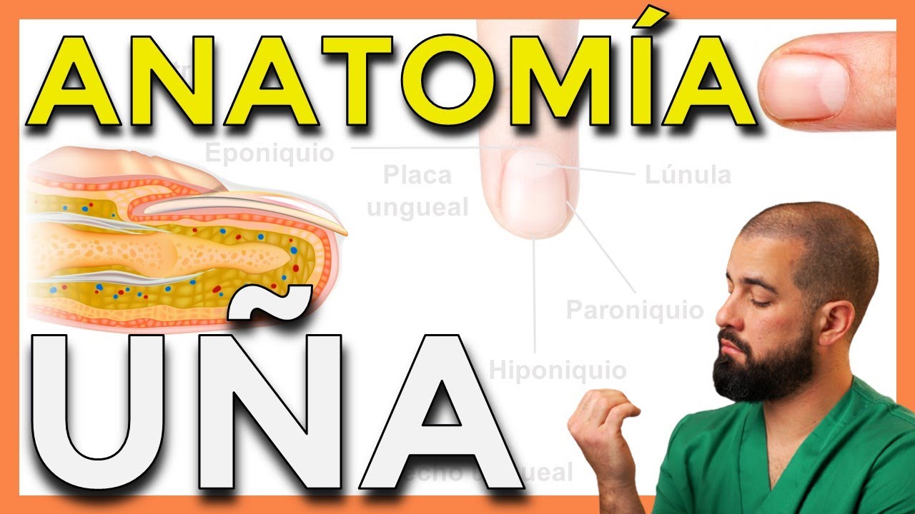 ANATOMÍA de la UÑA. Función y crecimiento de LAS UÑAS