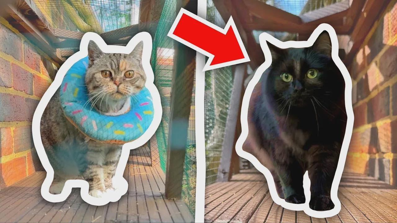 Criei uma rede de túneis incrível para meus gatos