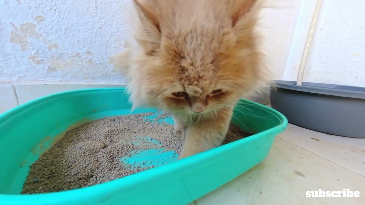 That's how a trained cat uses his litter.