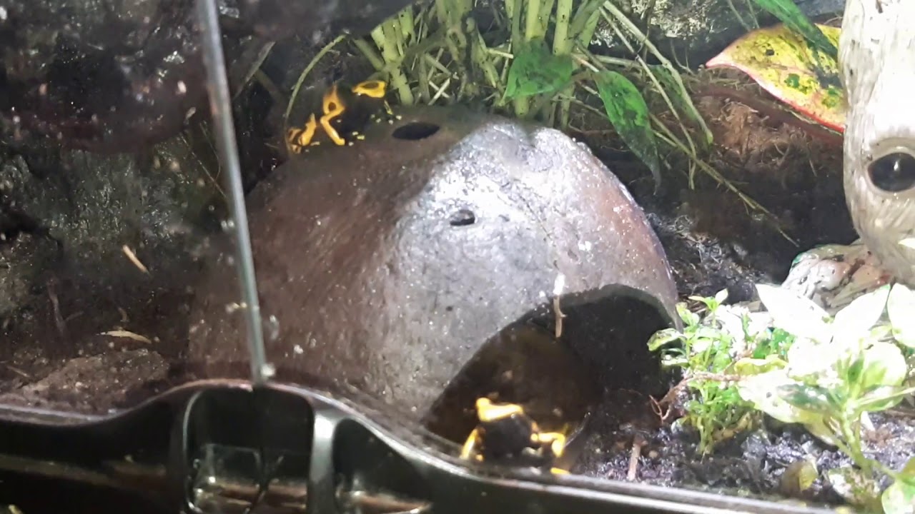 I love my bumblebee dart frogs