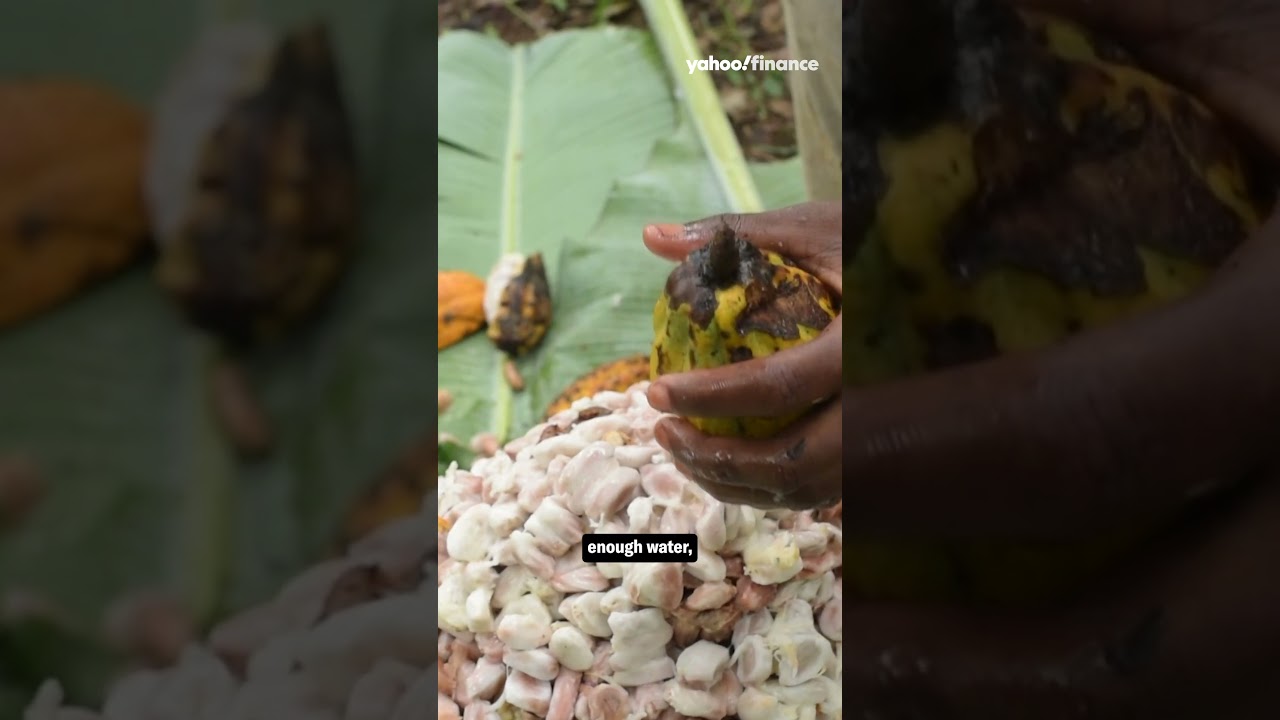 Spiked cocoa prices: Master chocolatier explains the cause #shorts