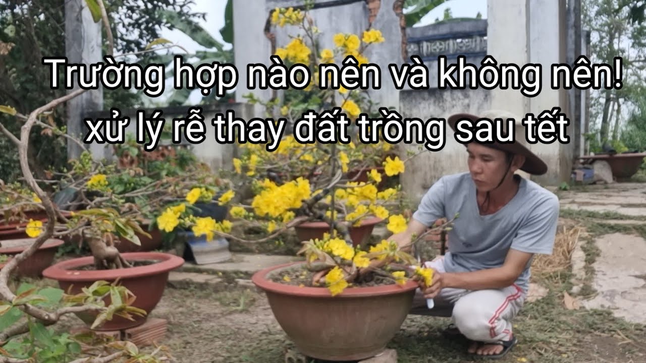 5/1âL/cách thay đất trồng!và làm rễ cây mai không bị chết cây sau tết.