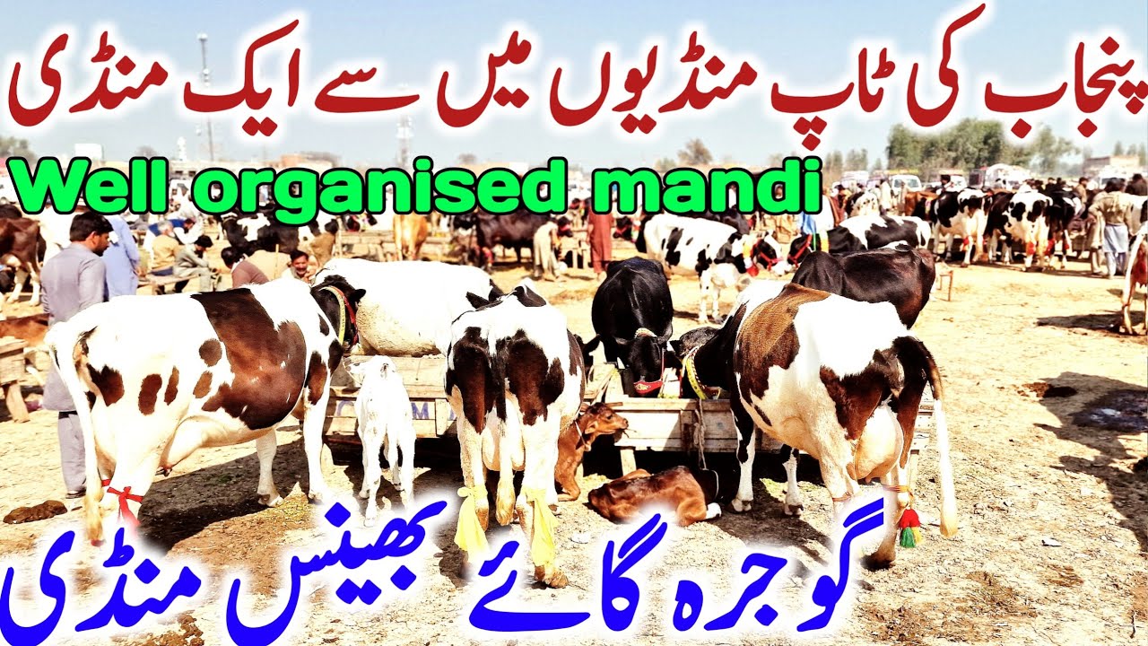 Gojra Cow Mandi | Holstein Friesian Australian Cross Cow Mandi || Mandi Star
