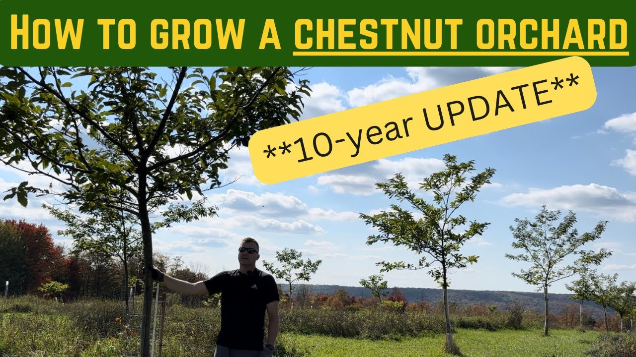 **UPDATED** How to Grow a Chestnut Orchard - 10-years of Experience!