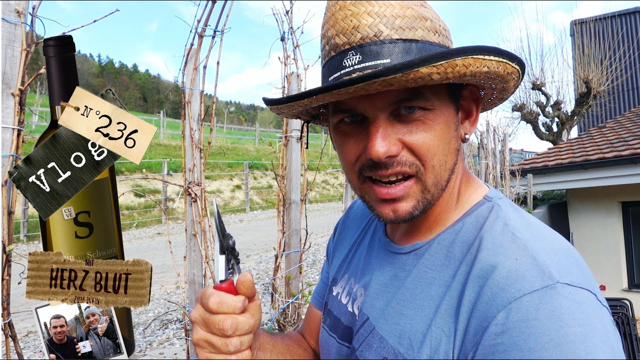 Hausreben schneiden. Bis JETZT!!!  | mit Herzblut zum Wein Vlog #