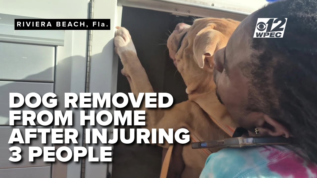 Pit bull attack leaves 3 injured in Florida, dog removed