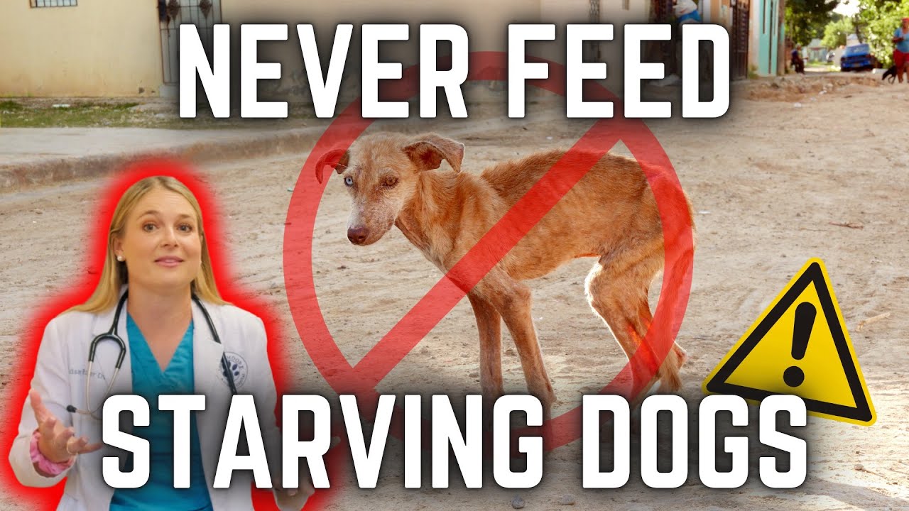 How to Feed A Starved dog? | Re-Feeding Syndrome Explained