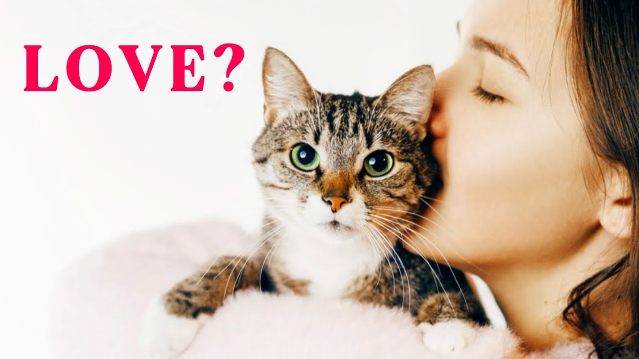 5 способов, которыми кошки показывают свою любовь (возможно, самый лучший?)