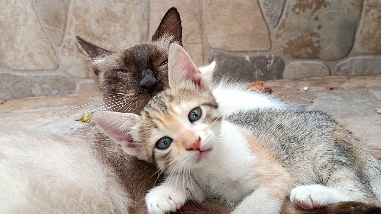 Cute kitten came to mother cat to win her affection while her siblings rested