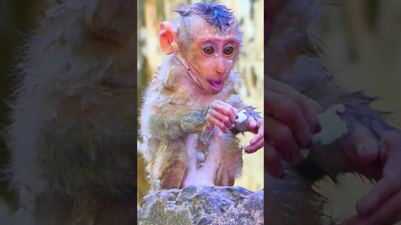 Poor little baby monkey #monkey #animal #fyp #love #foryou #foryoupage #video #fb #reels #reel #shor