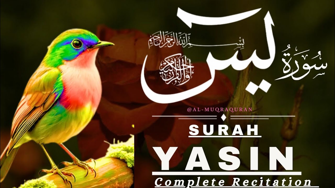 Surah Yaseen – EP 63 | Heartfelt & Peaceful Quran Recitation | Al Muqra Channel