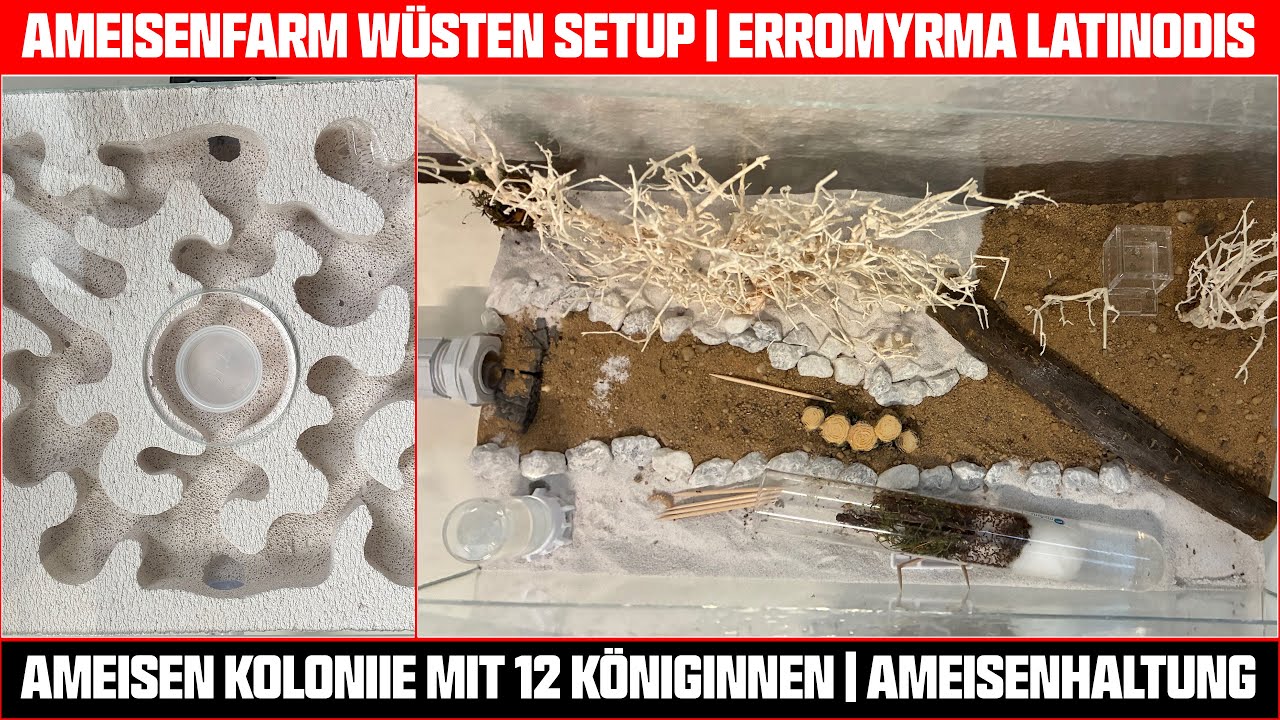 Ameisenfarm & Ameisenhaltung: Camponotus flavomarginatus + Erromyrma latinodis – Unboxing & Kosten