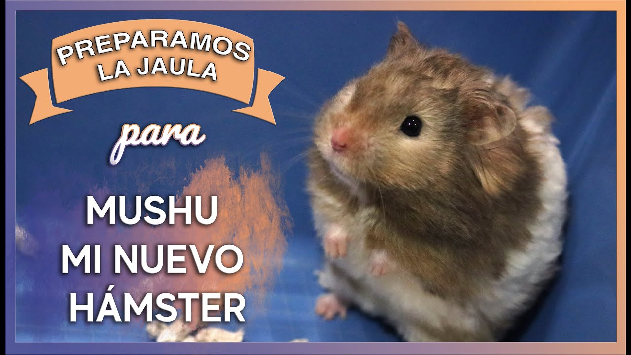 ¿Le gustará a Mushu su nueva jaula? | Cómo preparar la jaula para un nuevo hámster | MOA's World