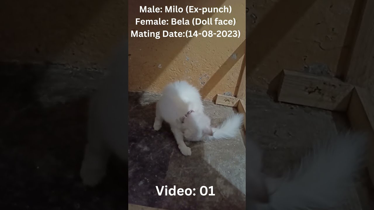 mating videos of persian cat @mariumkhawar8136