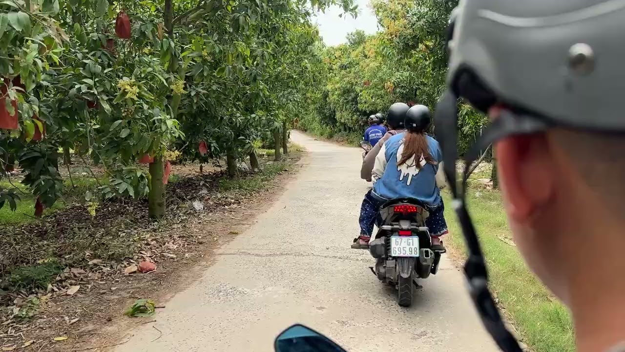 Khung cảnh đất vường dừa - hái dừa dùm hàng xóm quá đã - Vlog Miền Tây