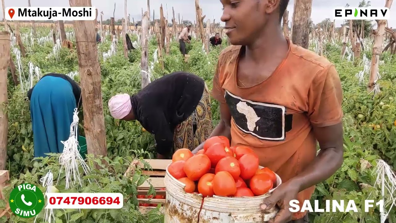 UVUNAJI WA NYANYA YA SALINA F1 KWA MARA YA KWANZA, HAPA MOSHI, MBEGU BORA YA NYANYA PIGA: 0747906694
