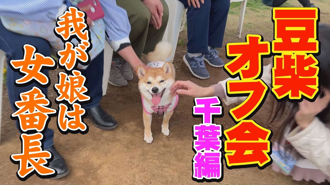 身体は一番小さいけど、肝っ玉が大きい妹柴がオフ会で大暴れ・・・