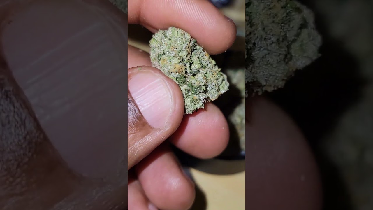 Blue Face ( Face Off OG x Animal Mints * Blue Pheno*) cultivated by Fig Farms