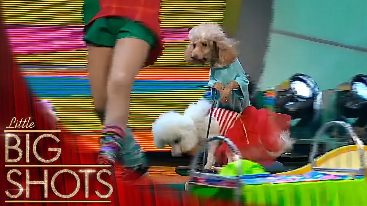 Glavatsky Sisters showcase their dog circus skills! #dog 🐶