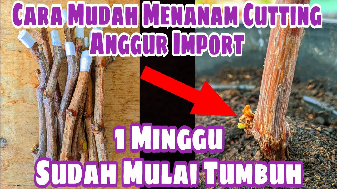 Cara Mudah Menanam Cutting Anggur Import || Satu Minggu Sudah Mulai Terlihat Pertumbuhan Nya‼️🍇