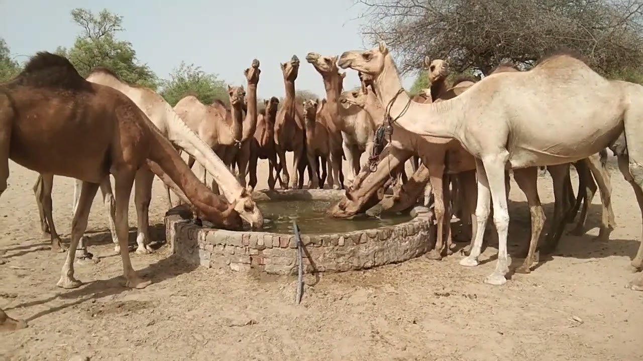 Desert Camels Drinking Water at Village Well | Tharparkar Life 