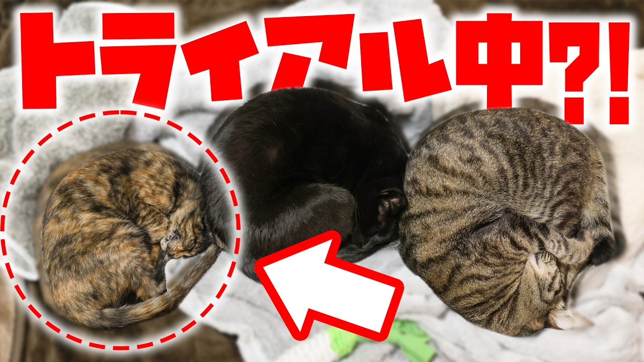 保護猫トライアル5日間の軌跡