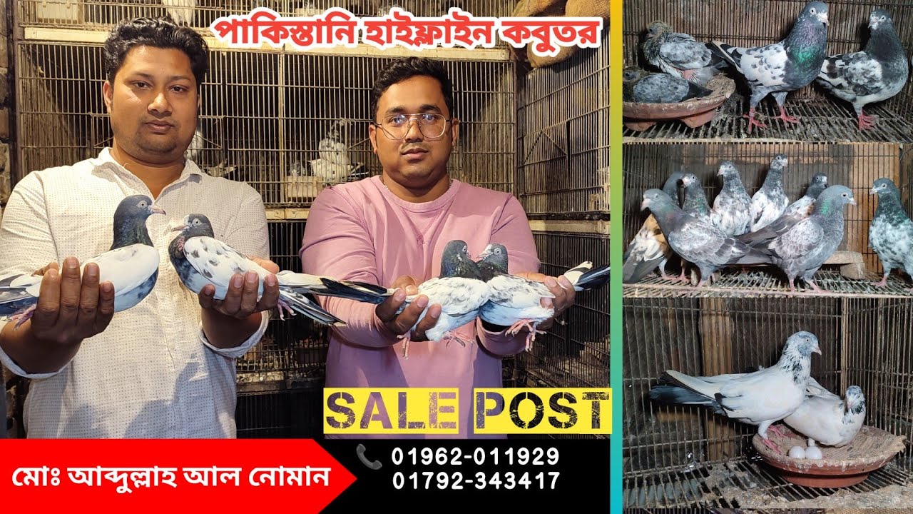 পাকিস্তানি হাই ফ্লাইং কবুতর বিক্রয় হইবে।। high flying pigeons sale।। teddy pigeon