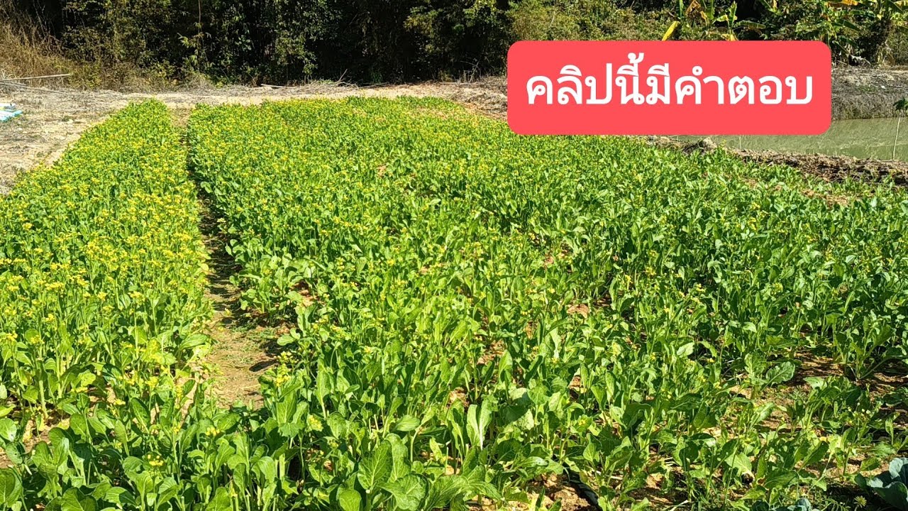 ตามไปดู วิธีหว่านผักกวางตุ้งดอก เก็บดอกไว้กิน ไว้ขาย ได้กำไรงามๆ