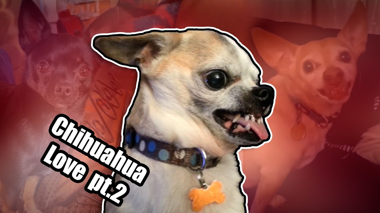 Chihuahua Love...Pt 2! The FUNNIEST Chihuahua videos of 2026!