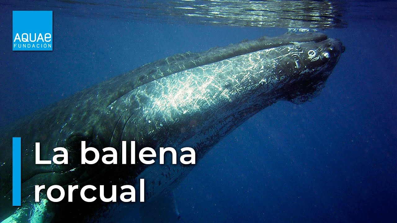 La BALLENA RORCUAL, un discreto CETÁCEO que vive en el MEDITERRÁNEO