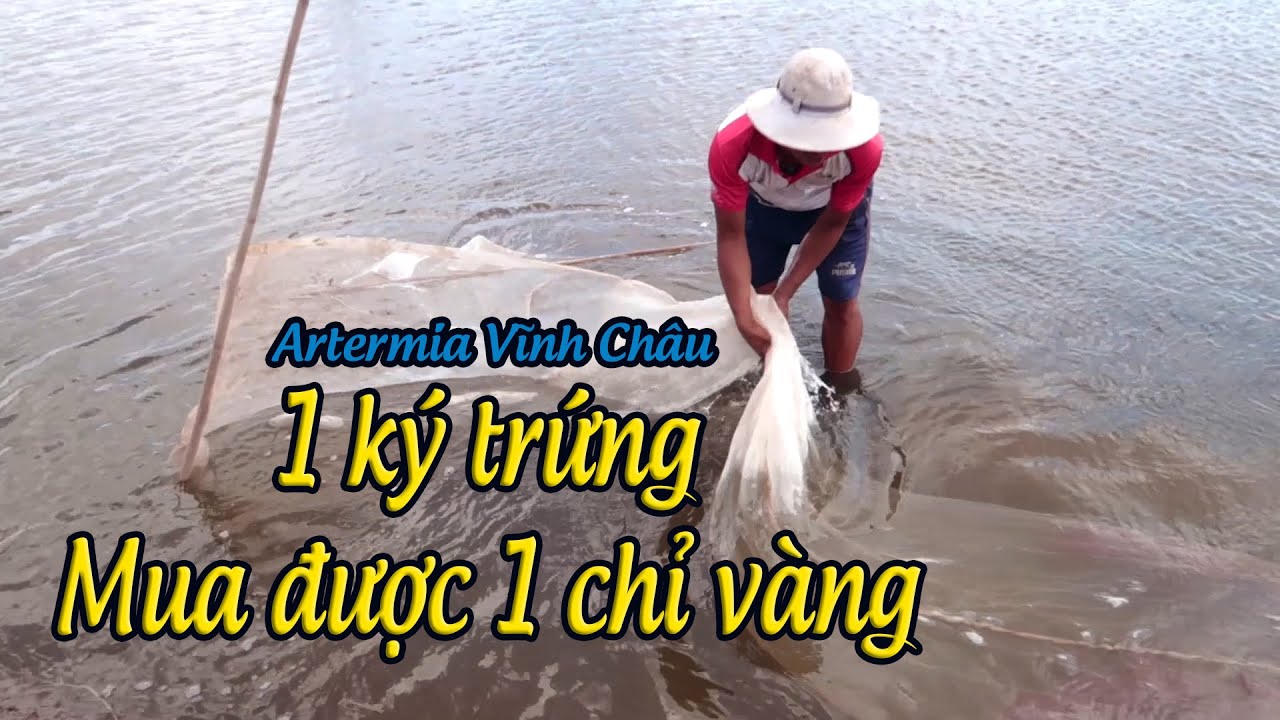 Thu hoạch Artermia sinh khối tại Vĩnh Châu | Harvested artermia in Vinh Chau, Viet Nam