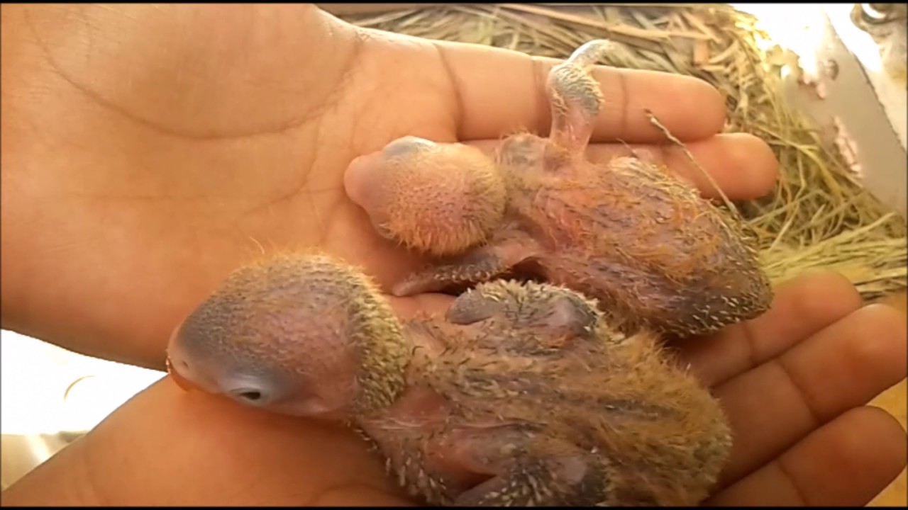 Mis primeros bebes agapornis la historia recien comienza