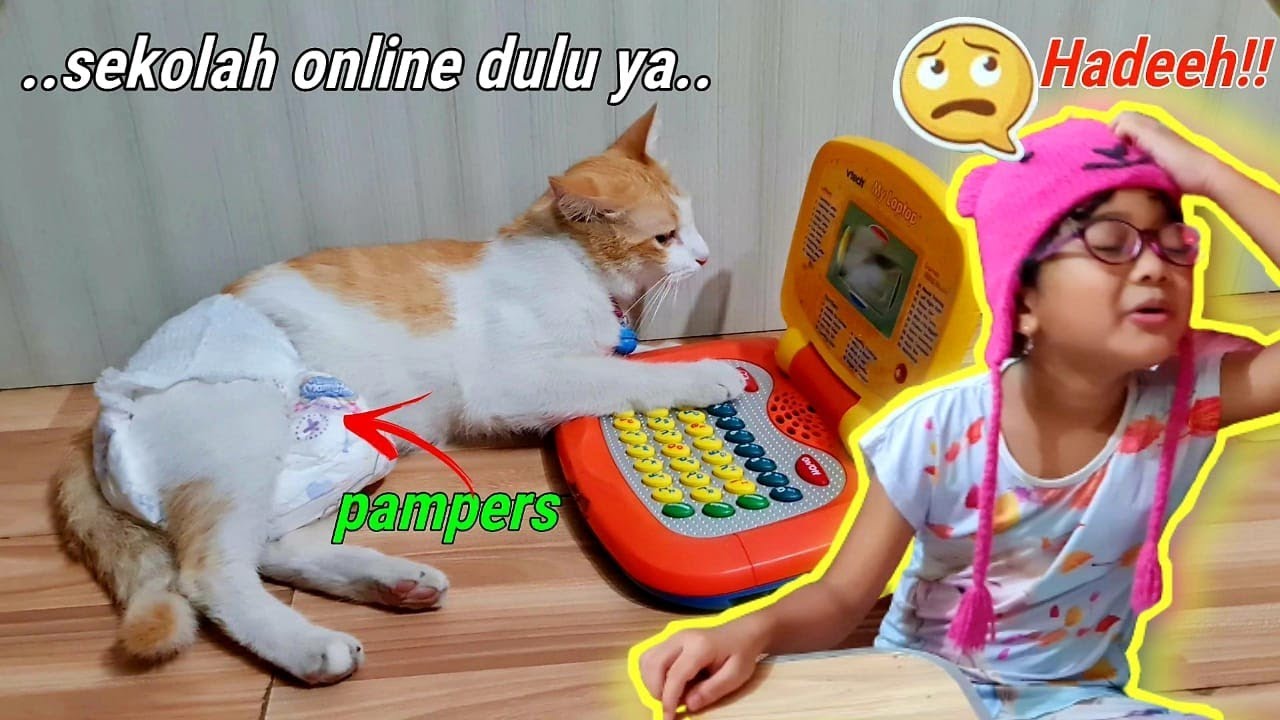 Kucing Hanum : Kucing Marco Ikut Sekolah Online! Hadeeh..!!