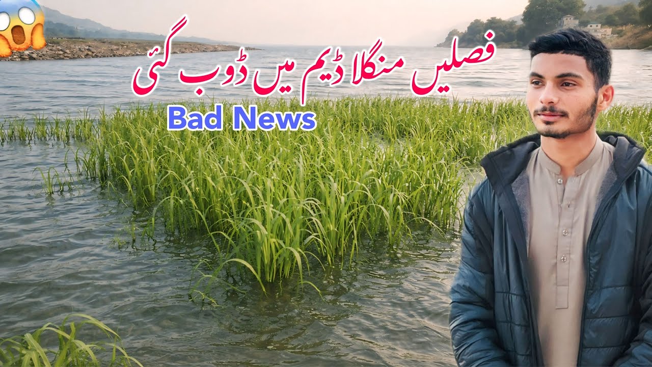 Bad News for Palak People 😰😱| Crops submerged in Mangla Dam 🥹| Latest Situation 